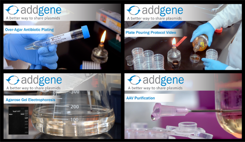 Addgene Protocol Videos